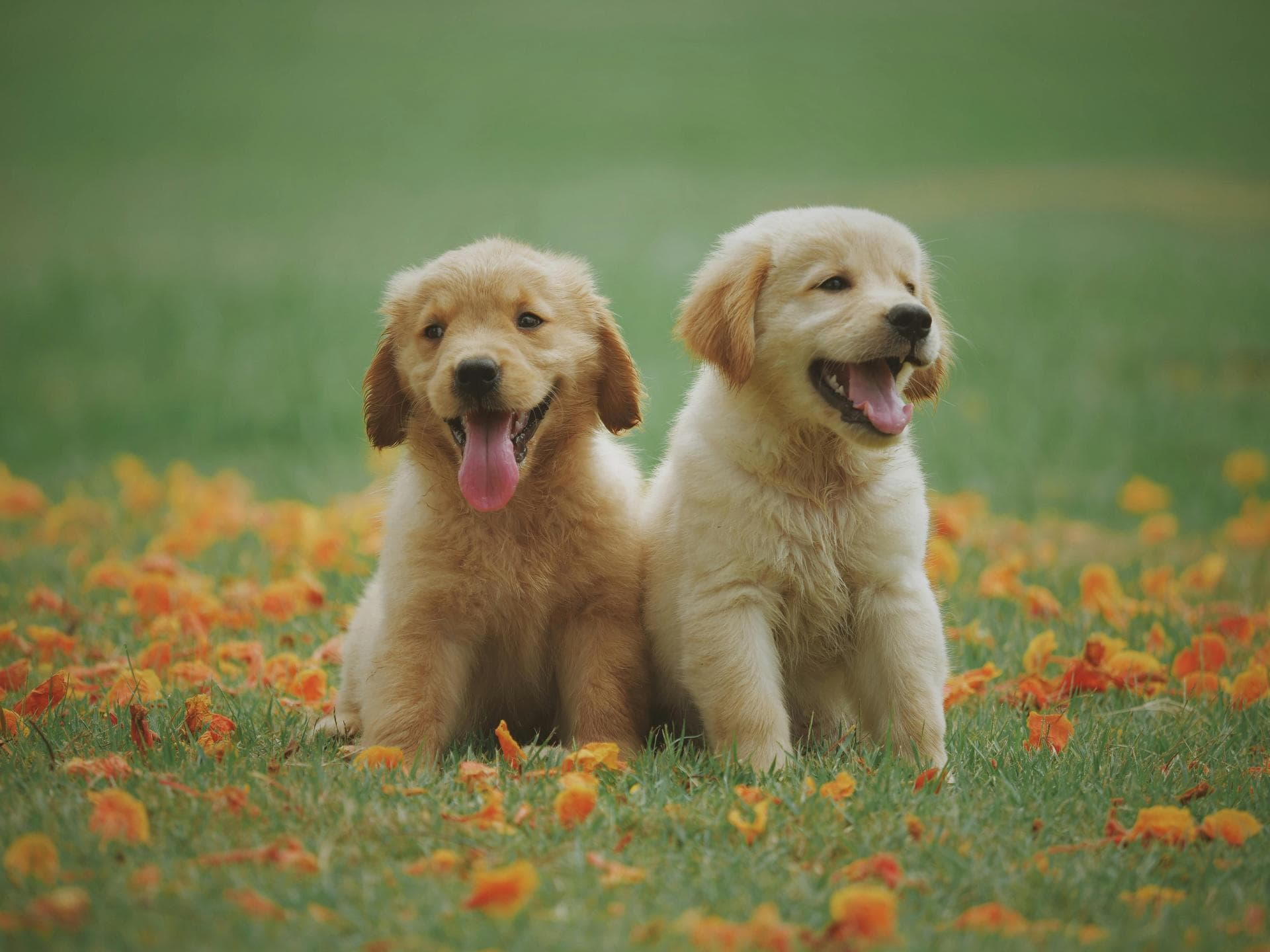 Best Vets in Fredericksburg